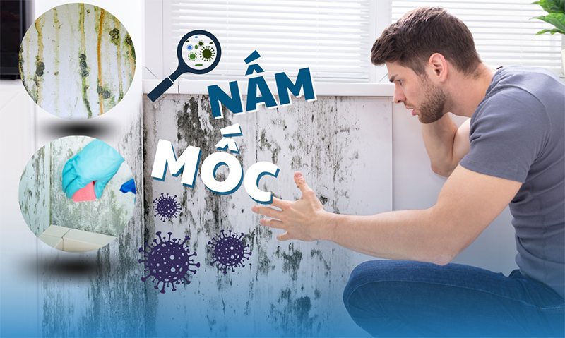 Vi khuẩn nấm mốc tấn công tường nhà